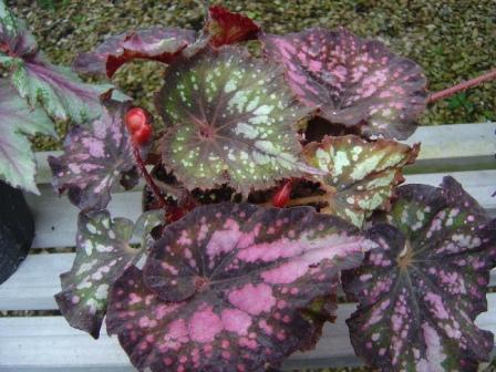 B. ‘Chocolat Creme’